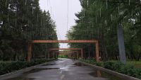 Начало августа в Кургане будет прохладным и дождливым