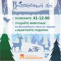 Волшебный лес 